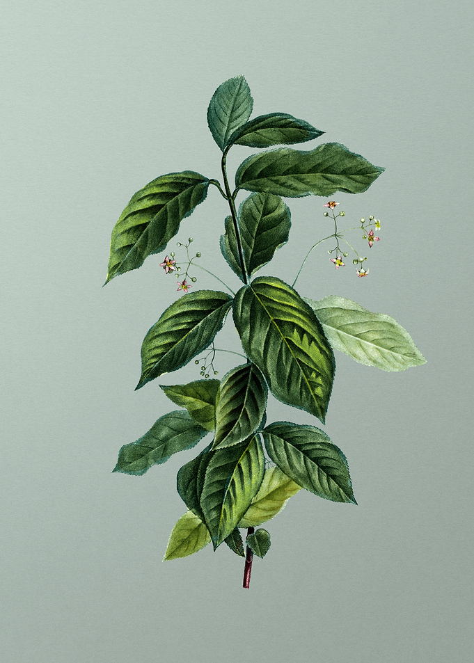 Antique Botanical on Green