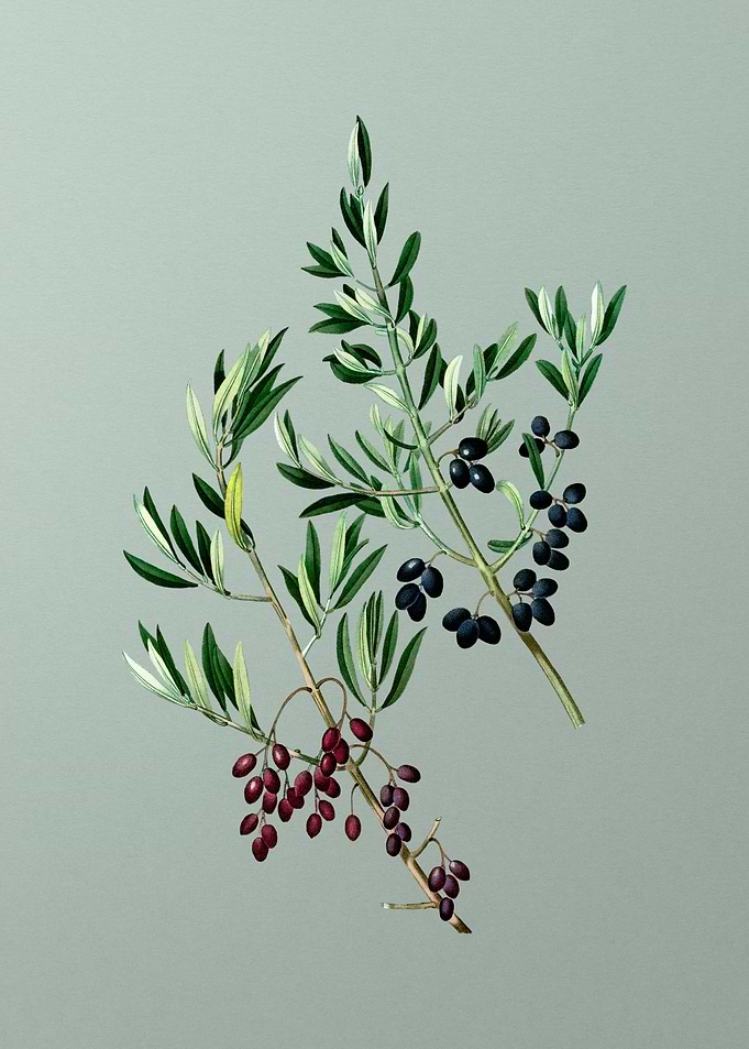 Florals Botanicals Flowers