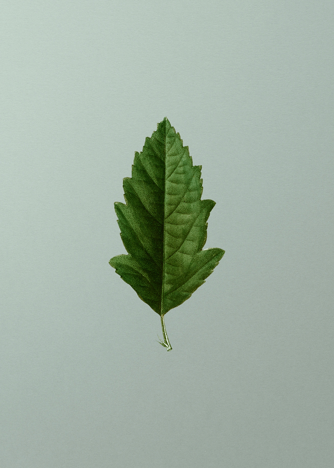 Vintage Flower on Green