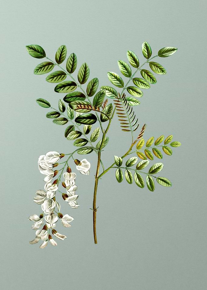 Antique Botanical on Green
