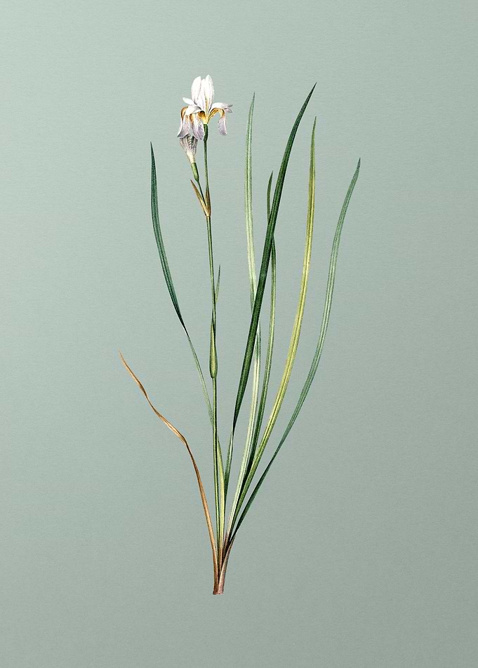 Siberian Iris on Green