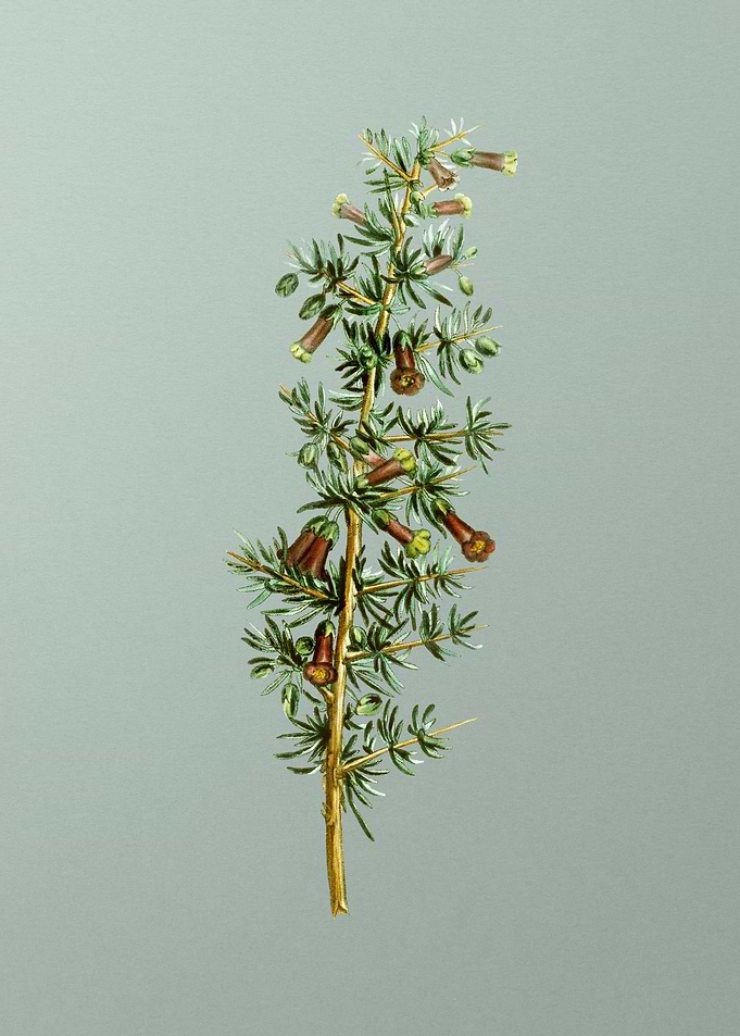 Antique Flower on Green