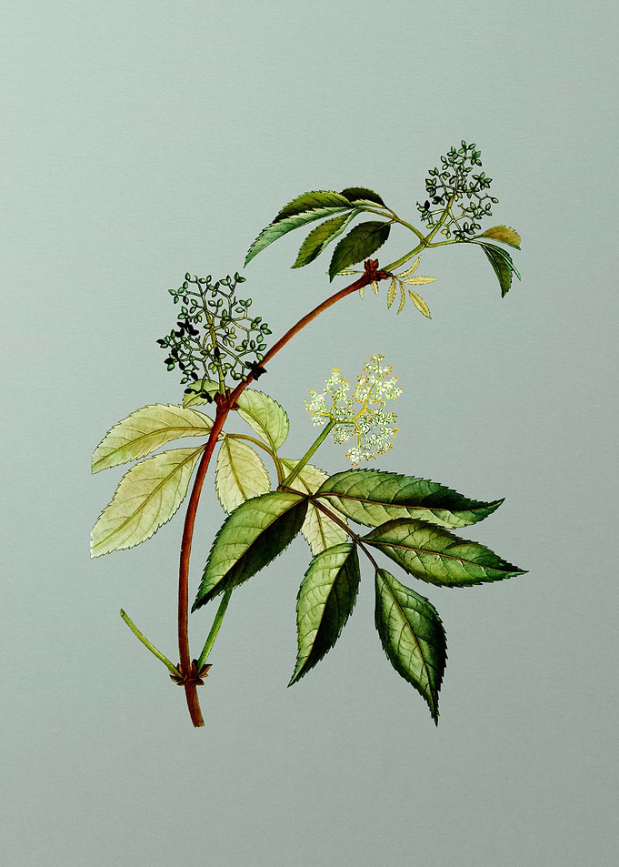 Botanical Drawing on Green