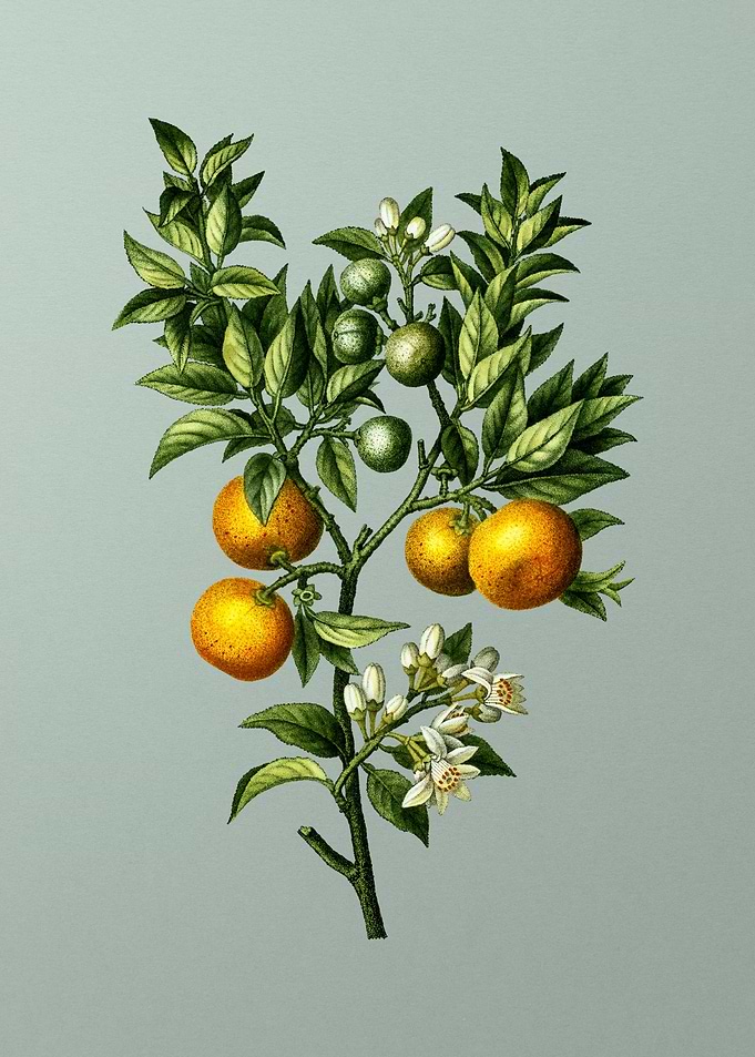 Antique Botanical on Green