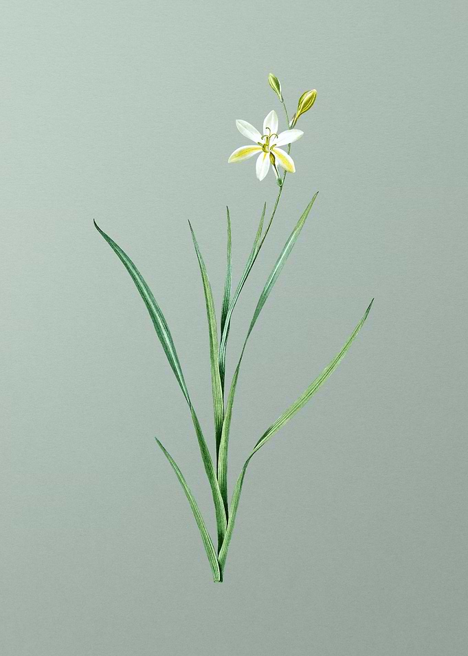 Ixia Anemonae Flora