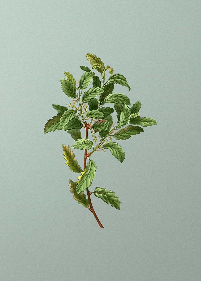 Vintage Flower on Green