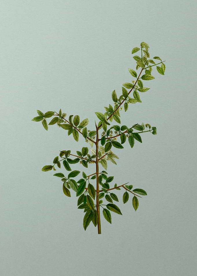 Botanical Drawing on Green