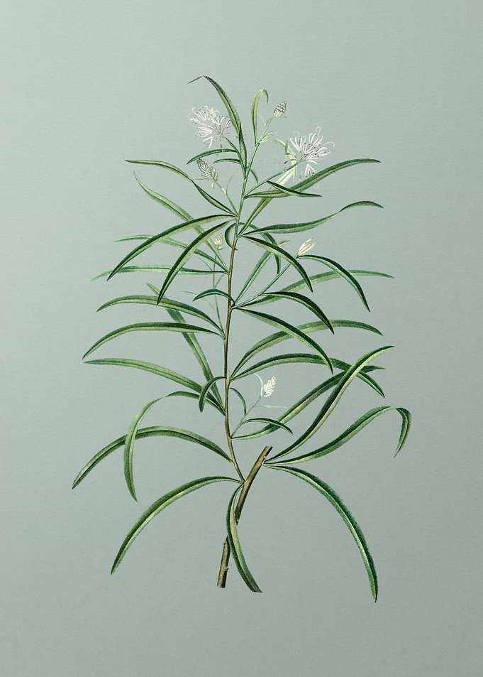 Classic Flower on Green