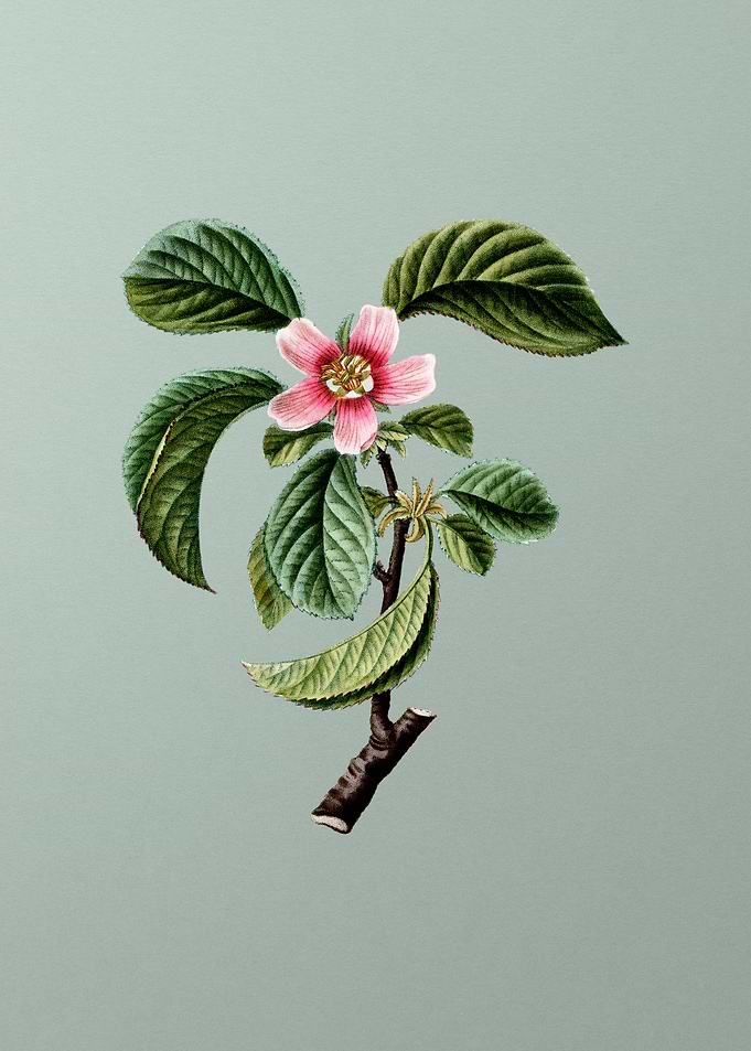Classic Botanical on Green