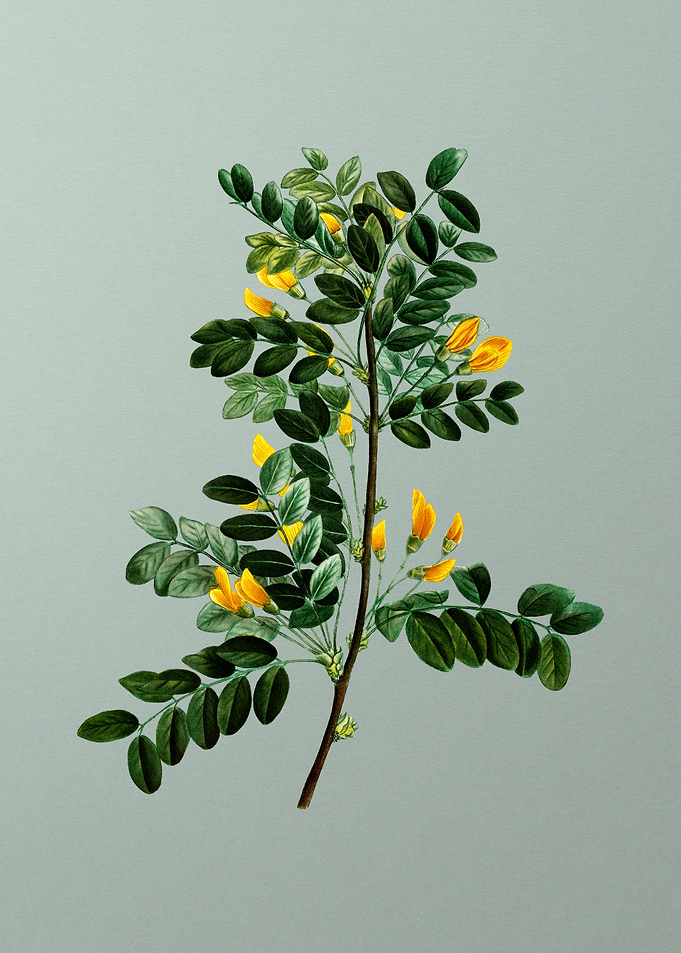 Antique Botanical on Green
