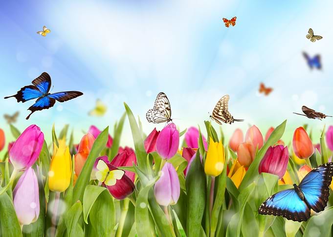 beauty of flowers