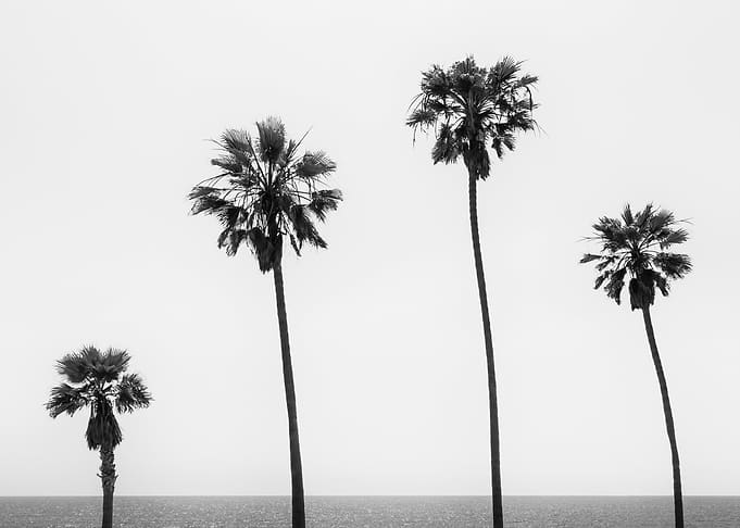 Palm trees by the sea