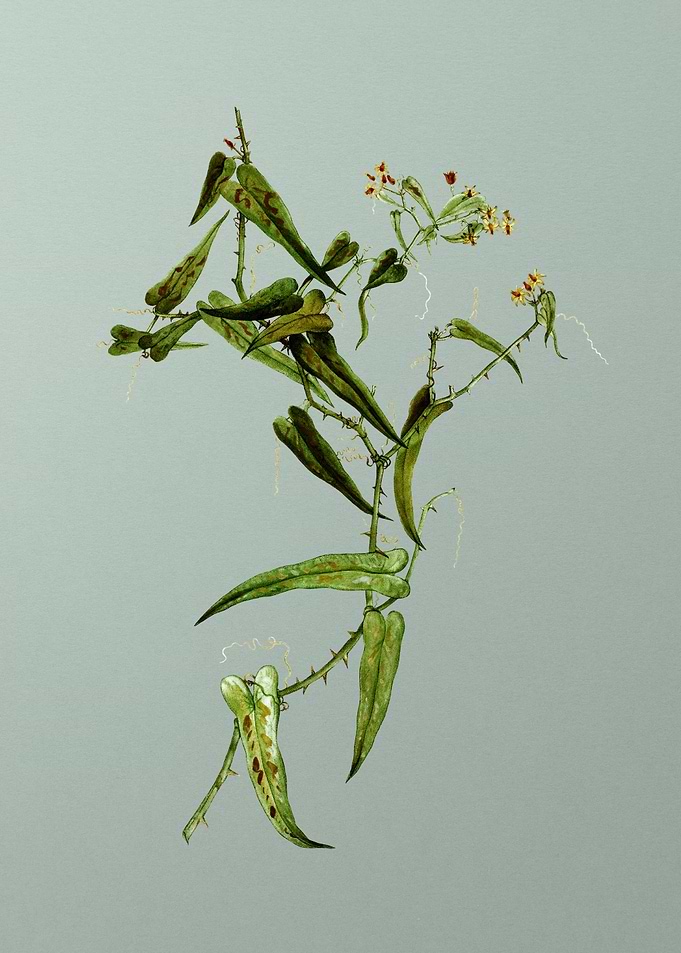 Botanical Drawing on Green