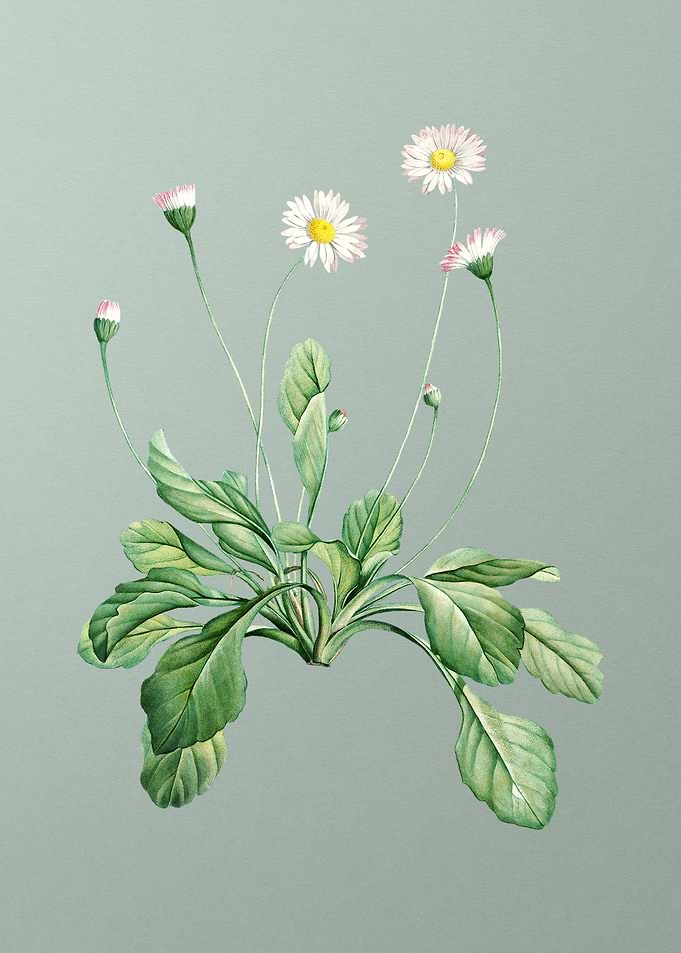 Blooming Daisy Flowers