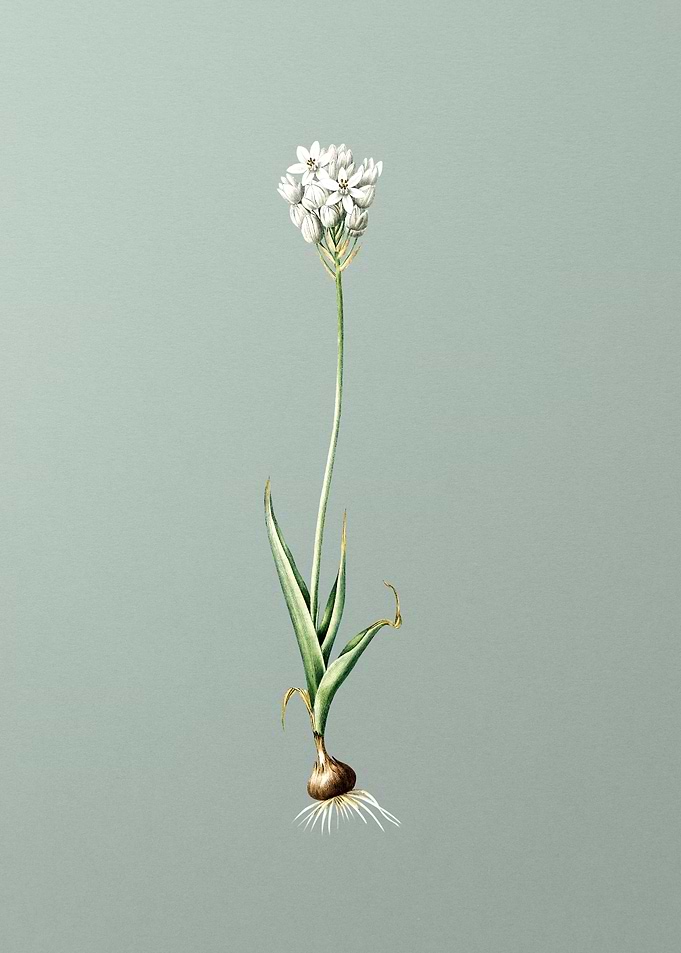 Chincherinchee