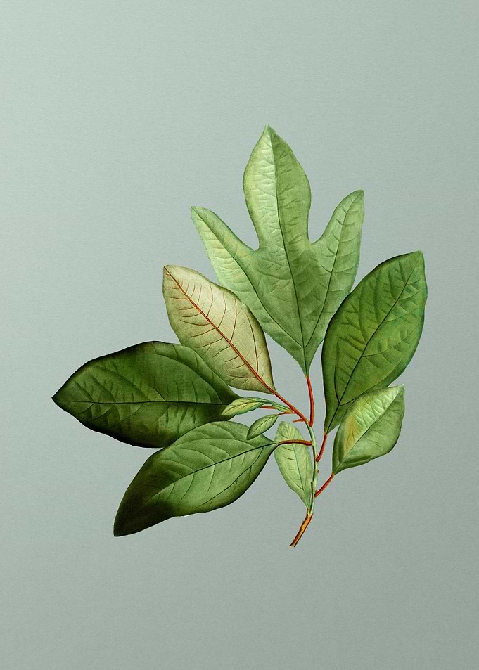 Vintage Botanical on Green