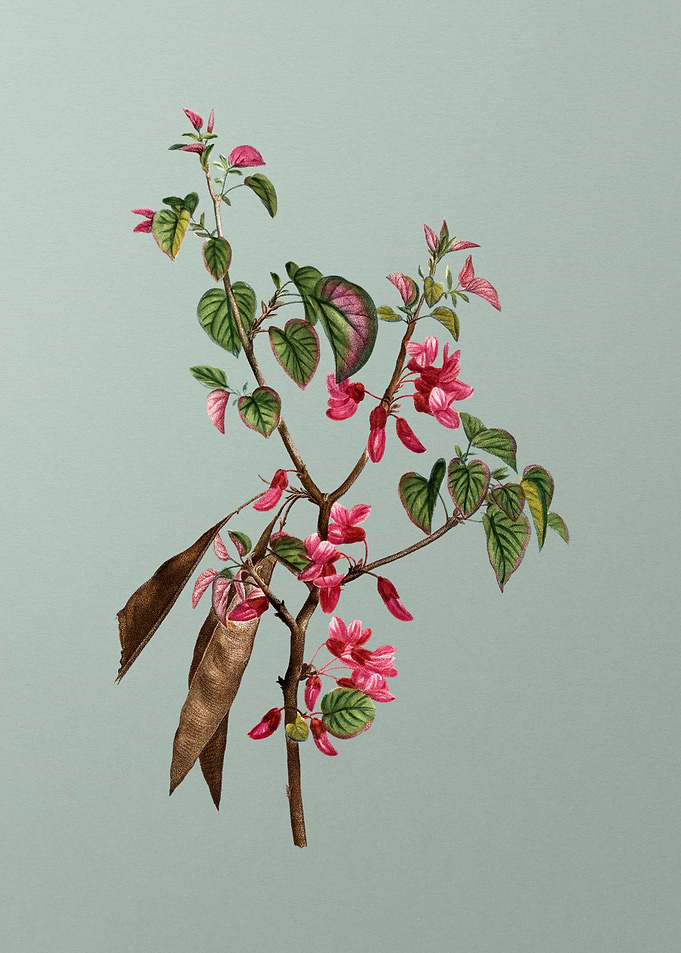 Antique Botanical on Green