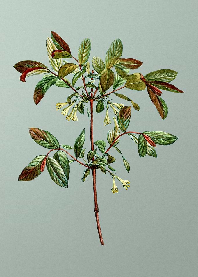 Antique Botanical on Green