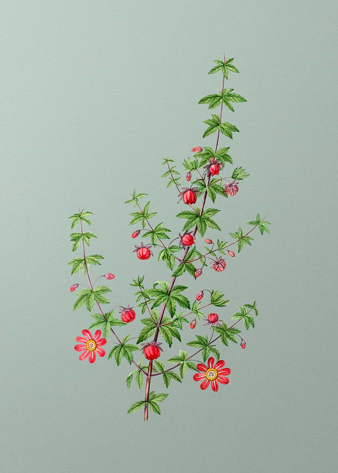 Classic Flower on Green