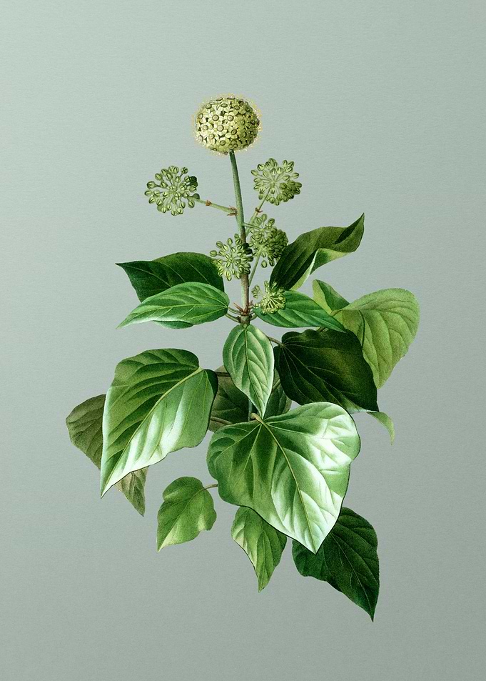 Classic Botanical on Green
