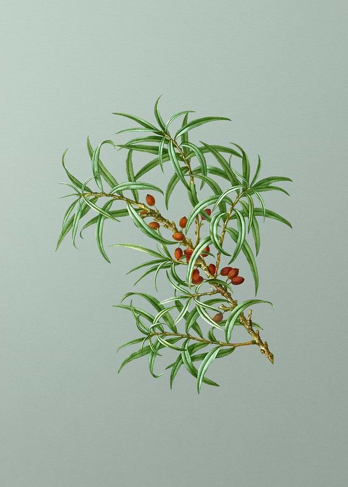 Vintage Flower on Green