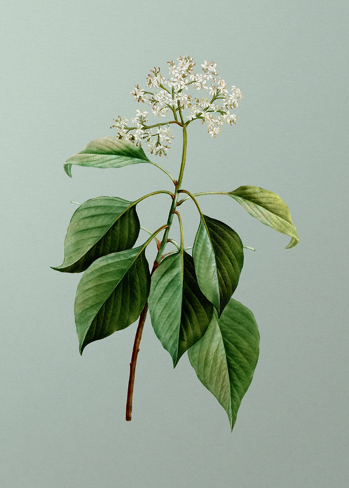 Classic Flower on Green