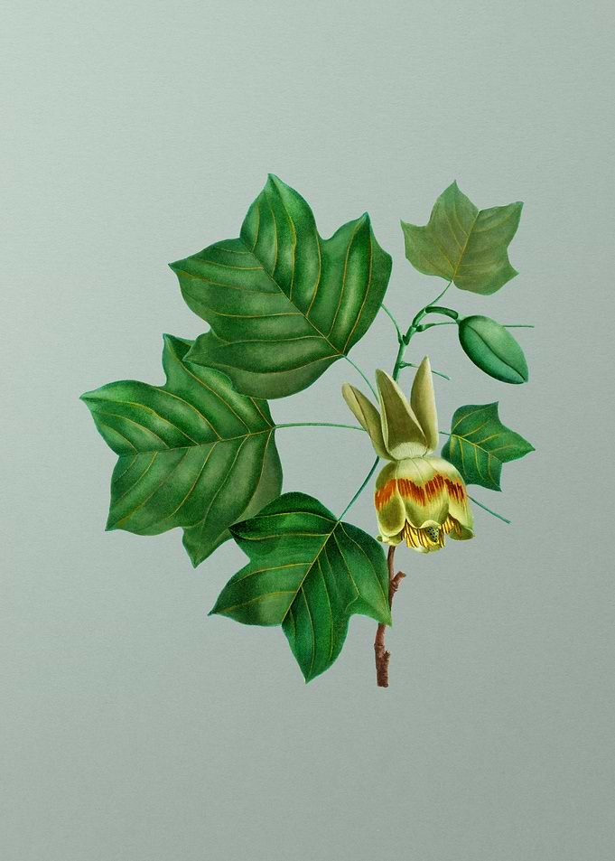 Floral Drawing on Green