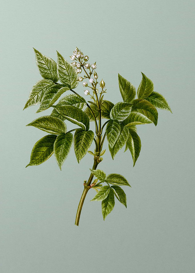 Vintage Flower on Green