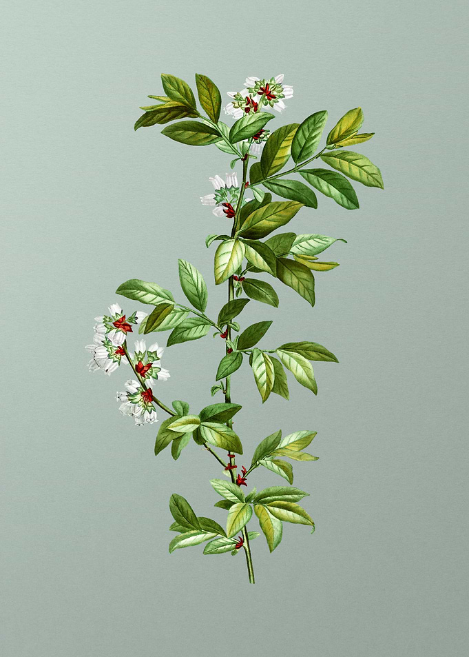 Botanical Drawing on Green