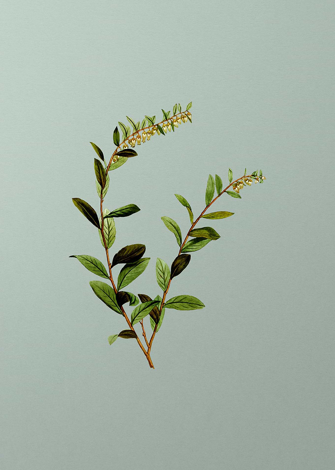 Vintage Botanical on Green