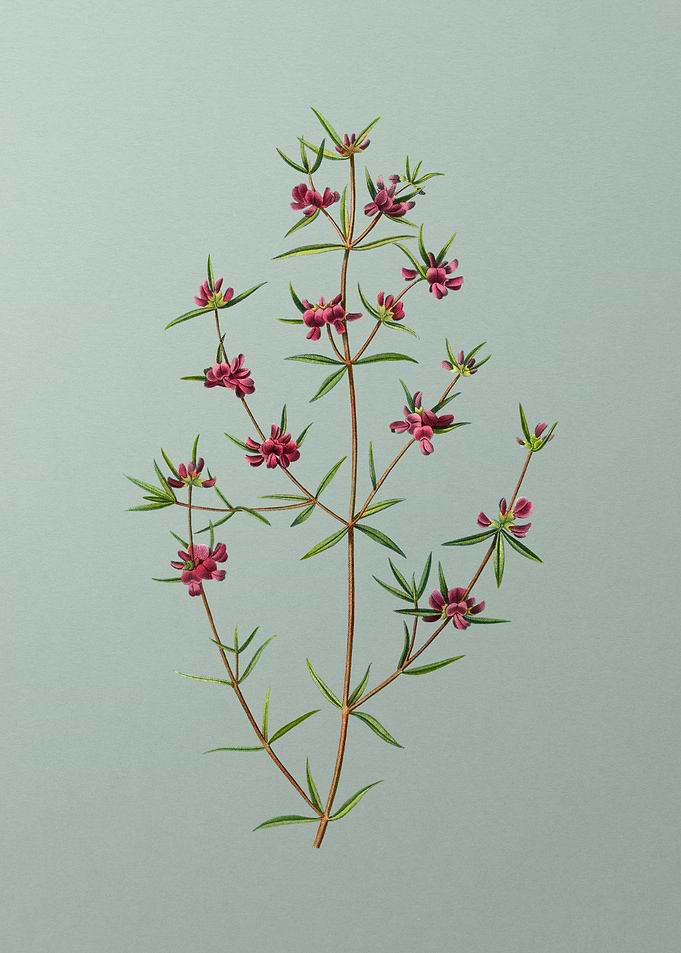 Antique Flower on Green