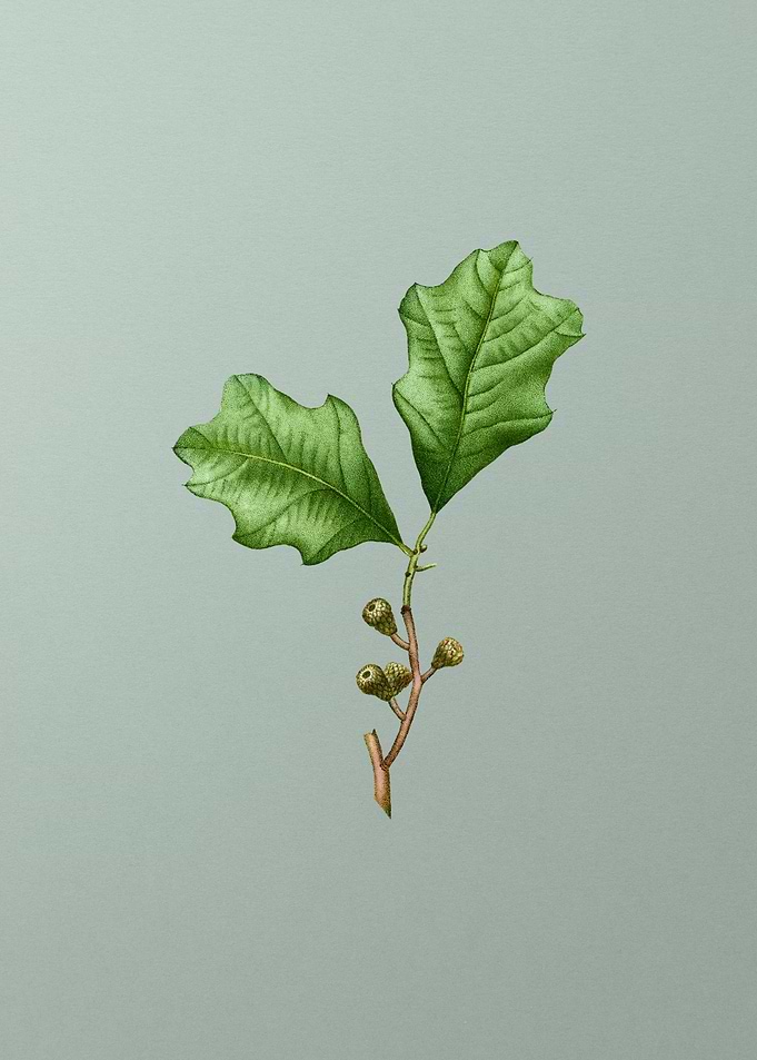 Vintage Botanical on Green