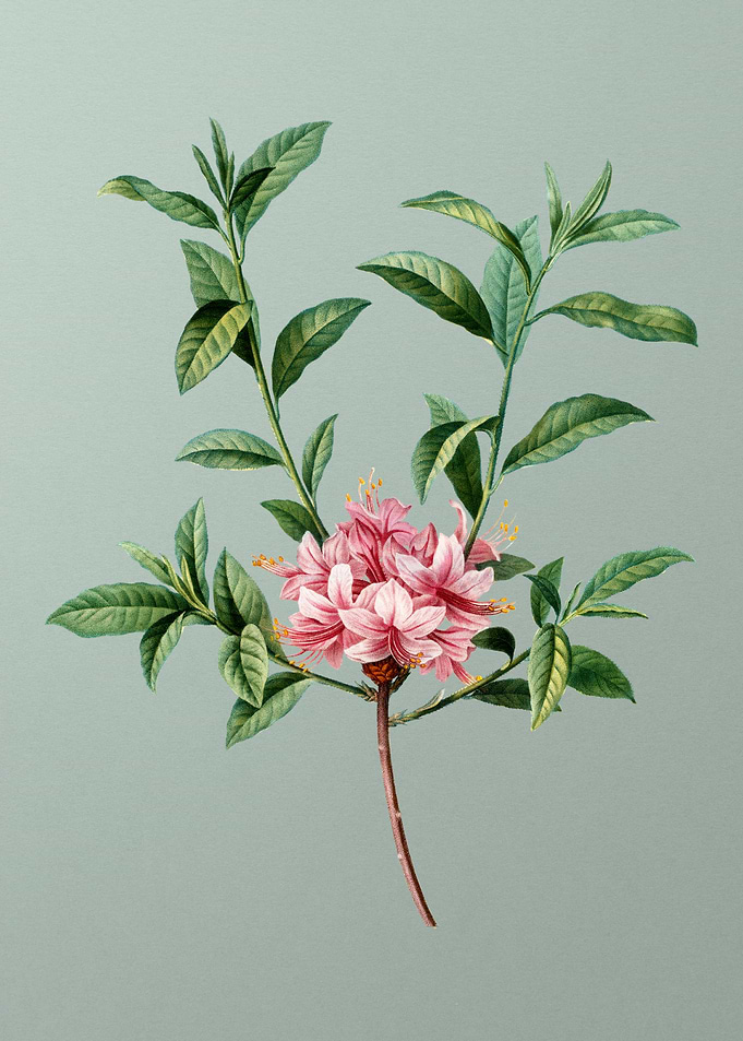Antique Botanical on Green