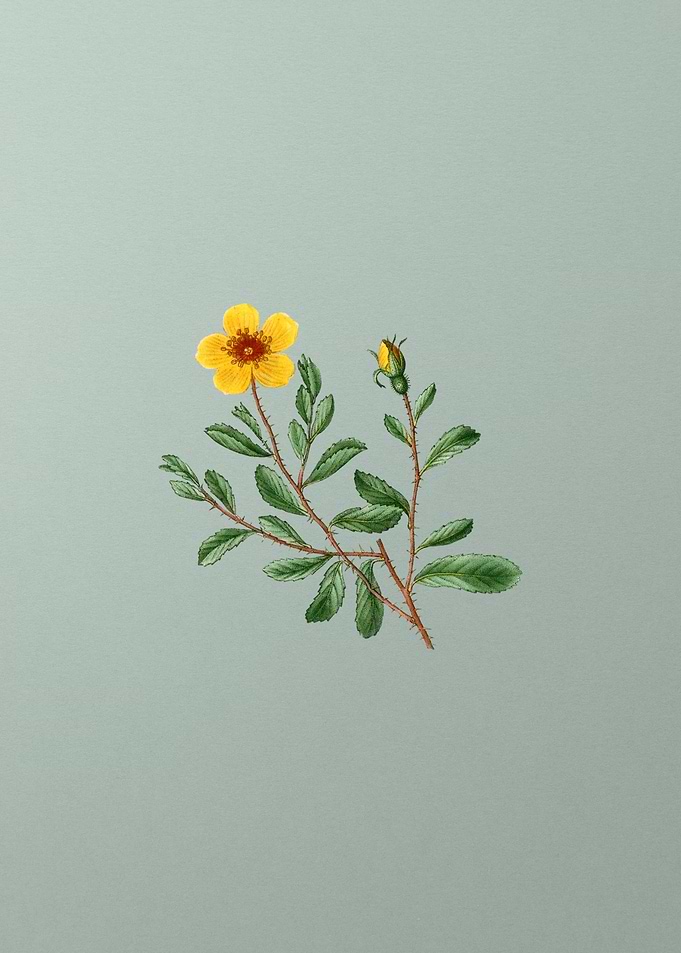 Floral Drawing on Green