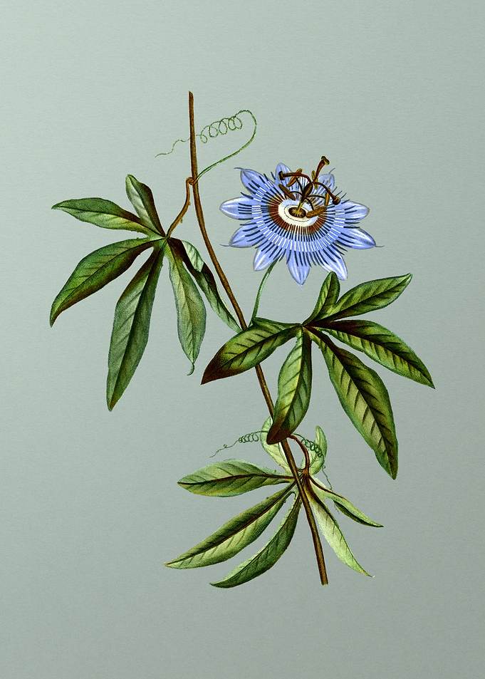 Antique Botanical on Green