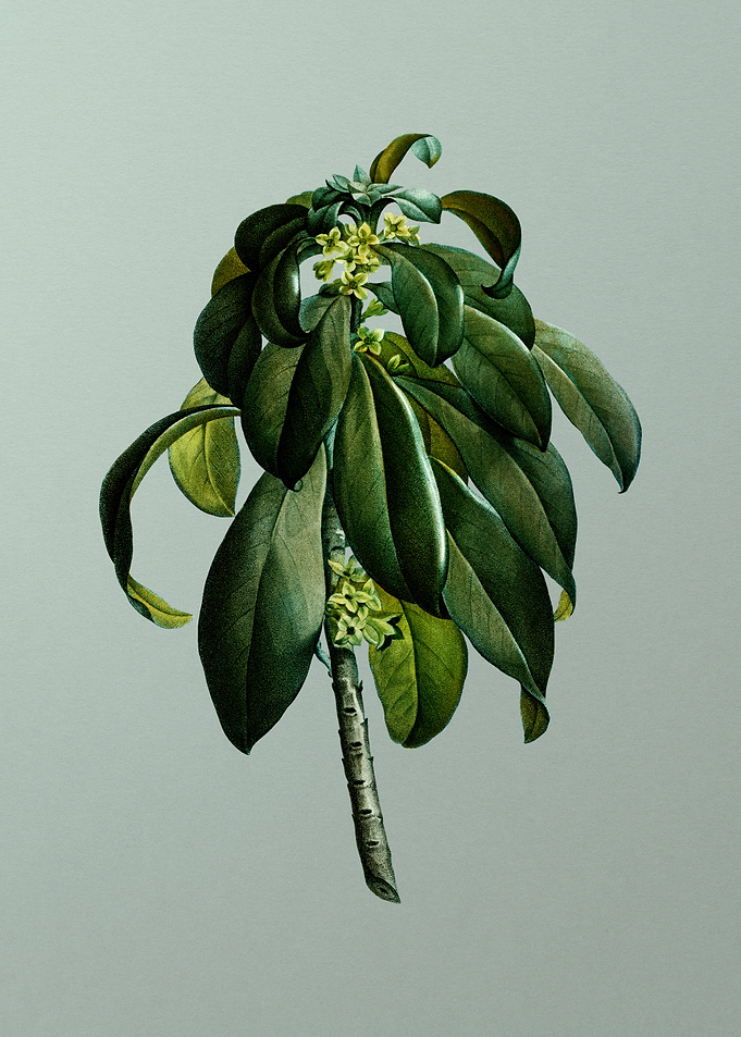 Floral Drawing on Green