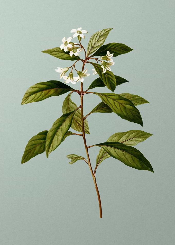 Floral Drawing on Green