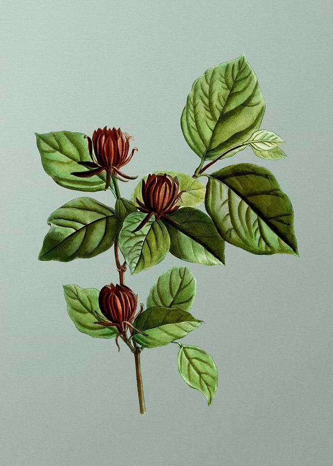 Classic Botanical on Green