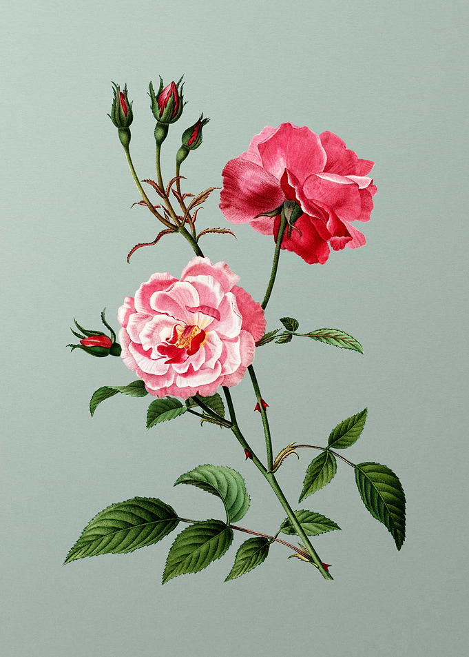 Floral Botanical Flower