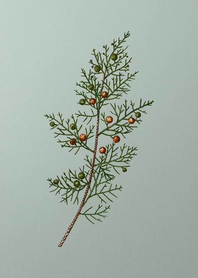 Botanical Drawing on Green