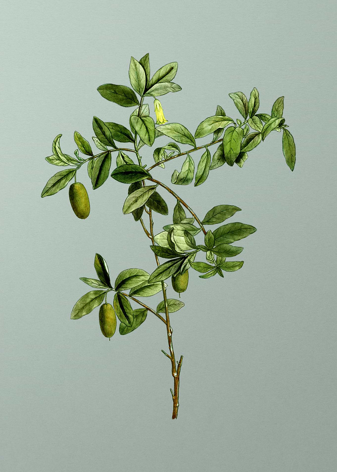 Vintage Botanical on Green