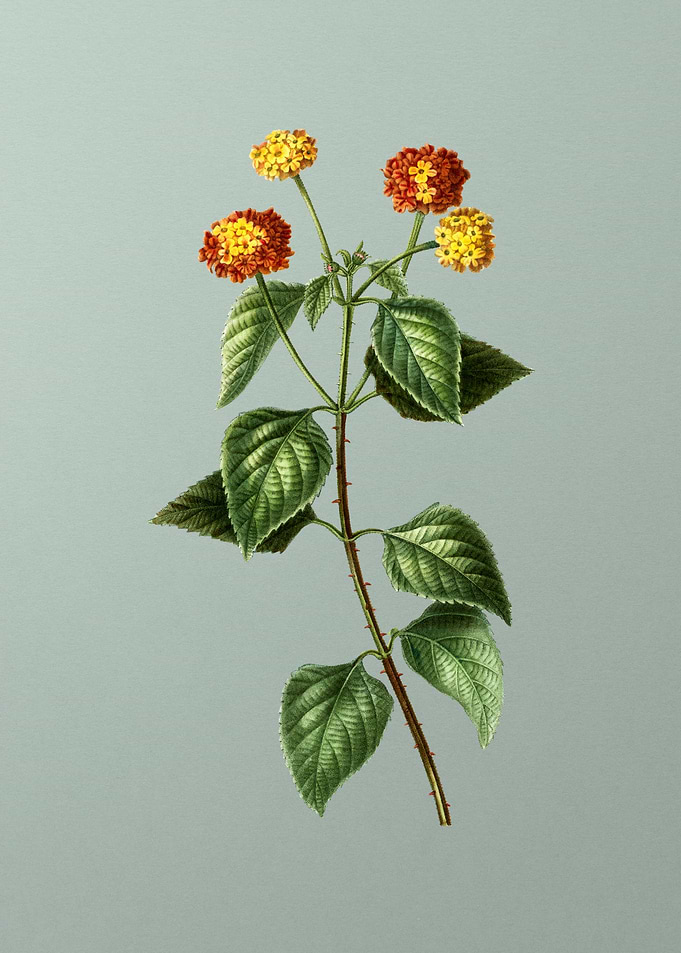 Floral Drawing on Green