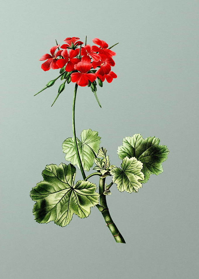 Botanical Drawing on Green