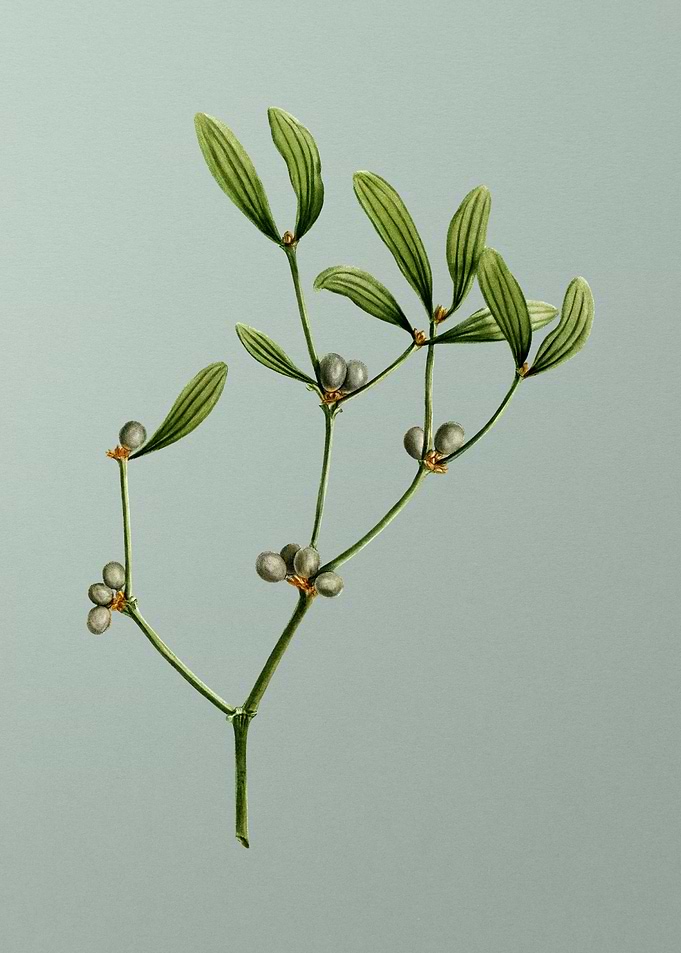 Florals Botanicals Flowers