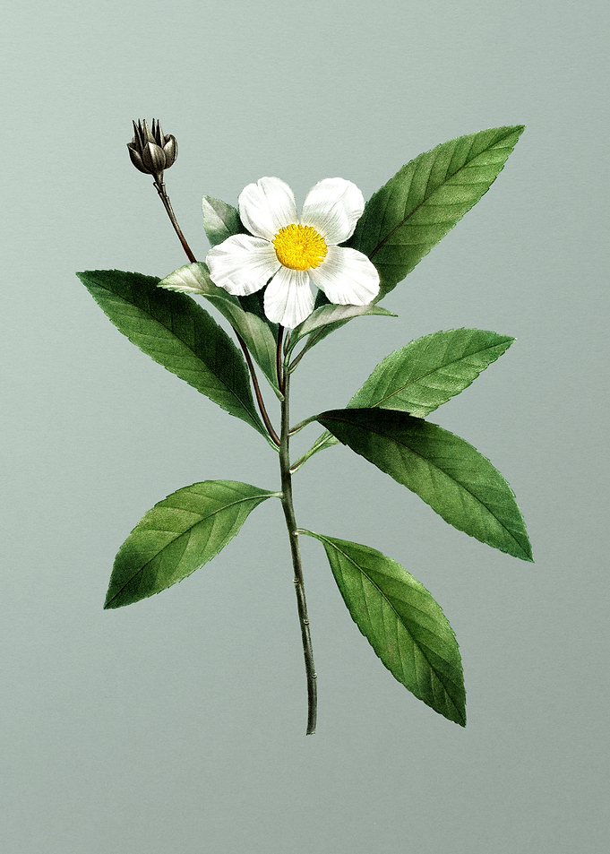 Classic Flower on Green