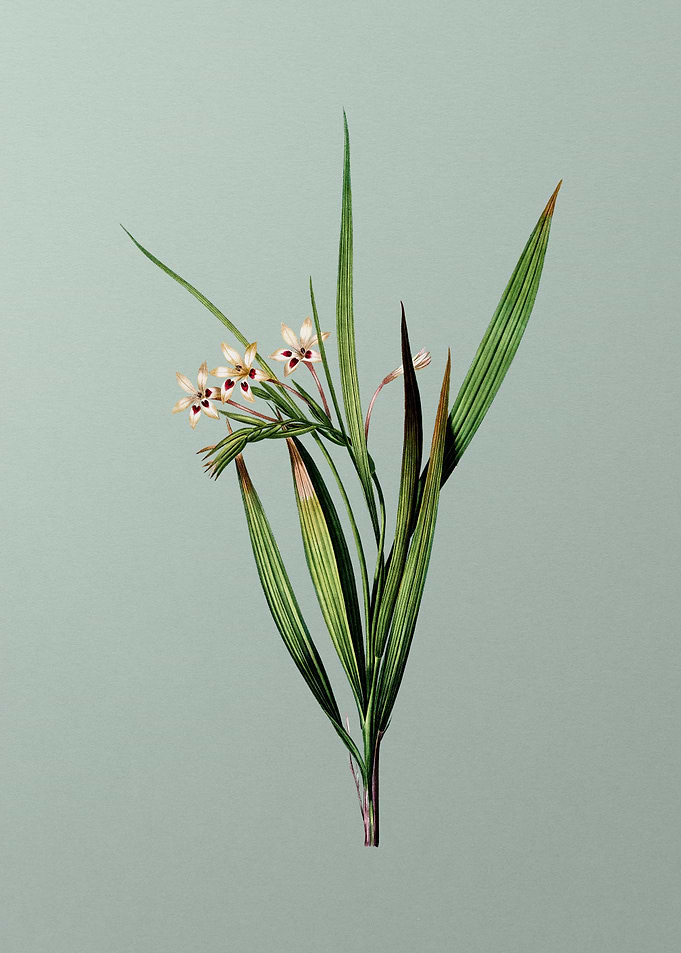 White Baboon Root on Green