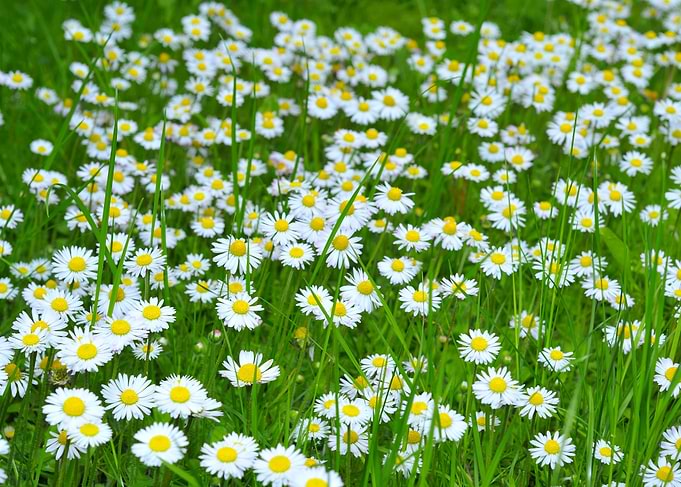 beauty of flowers