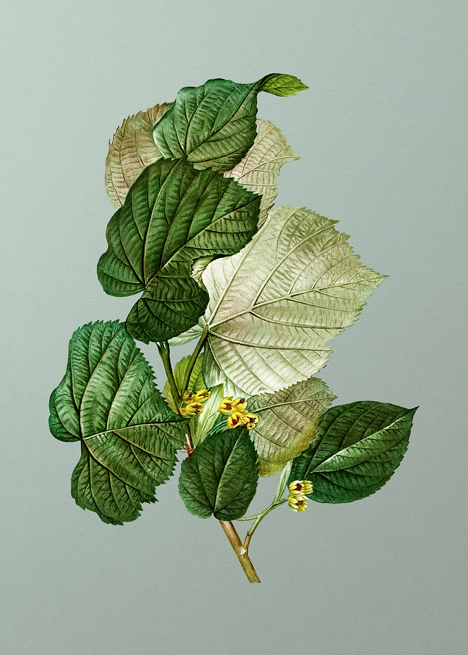 Classic Flower on Green