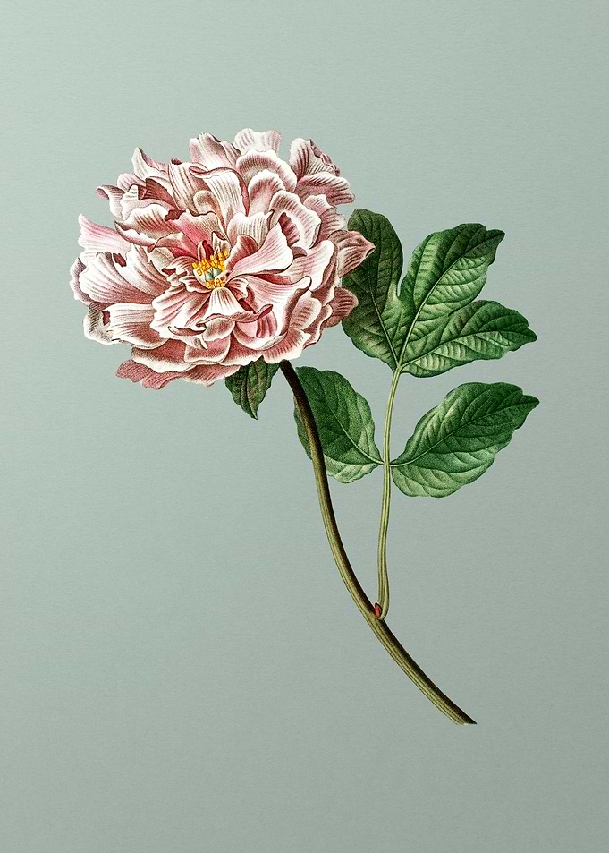 Floral Drawing on Green