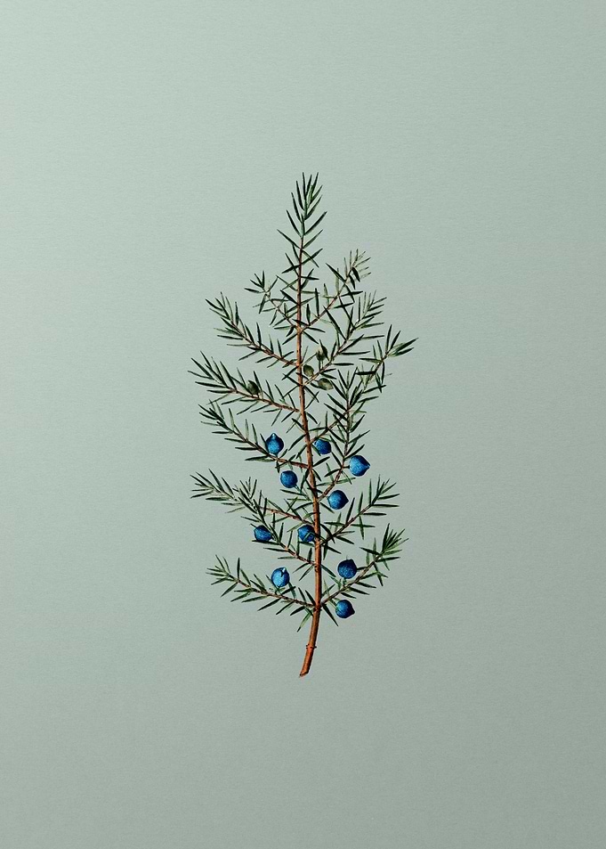 Classic Botanical on Green